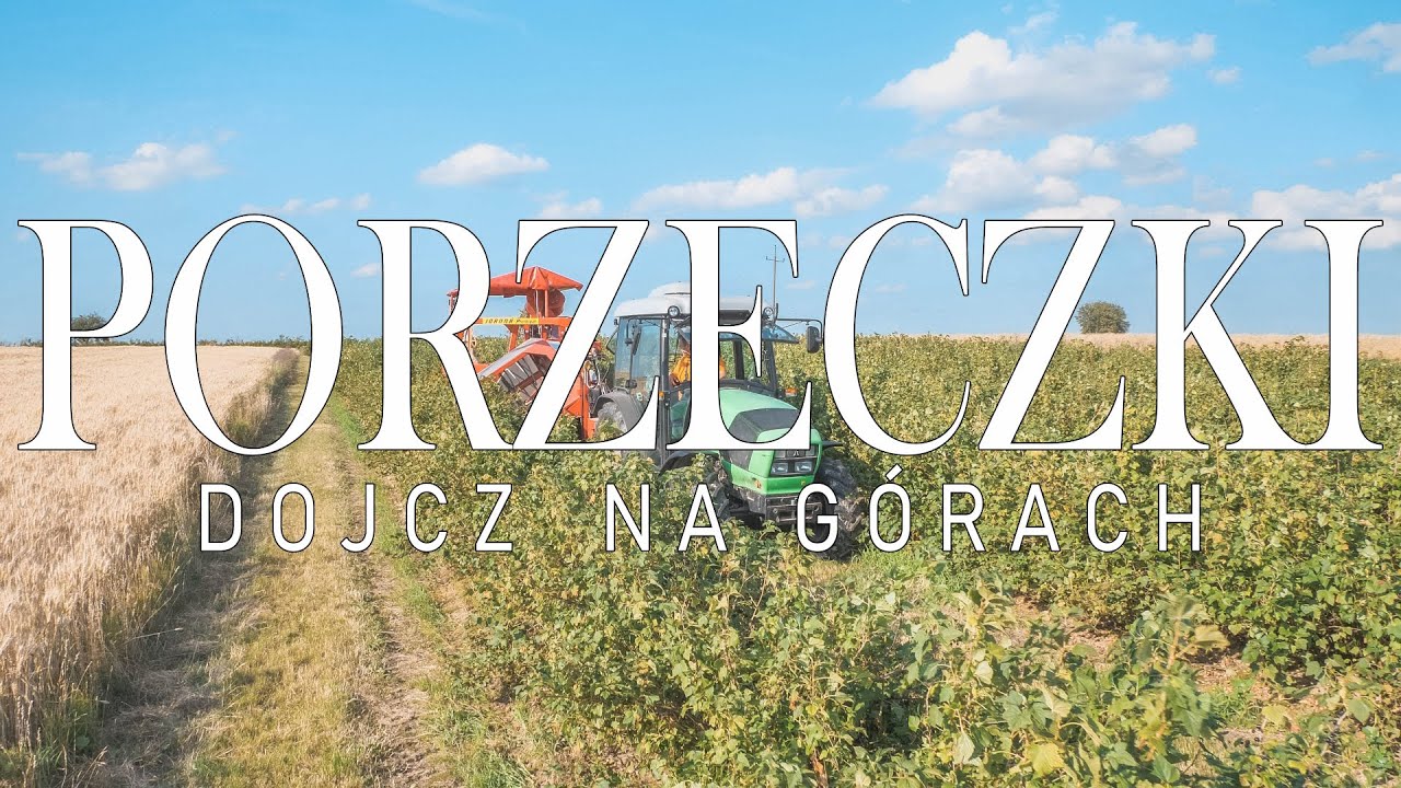 DEUTHZ WDRAPUJE SIE NA ZIELONE GÓRKI?! WEREMCZUK DEUTHZ Zbiór PORZECZKI 2022 🍇owocne gospodarstwo🍇
