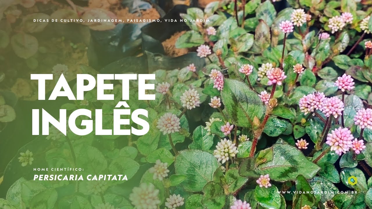 APRENDA mais sobre o TAPETE INGL&Ecirc;S: Uma PLANTA COMUM que EST&Aacute; BRILHANDO nos JARDINS