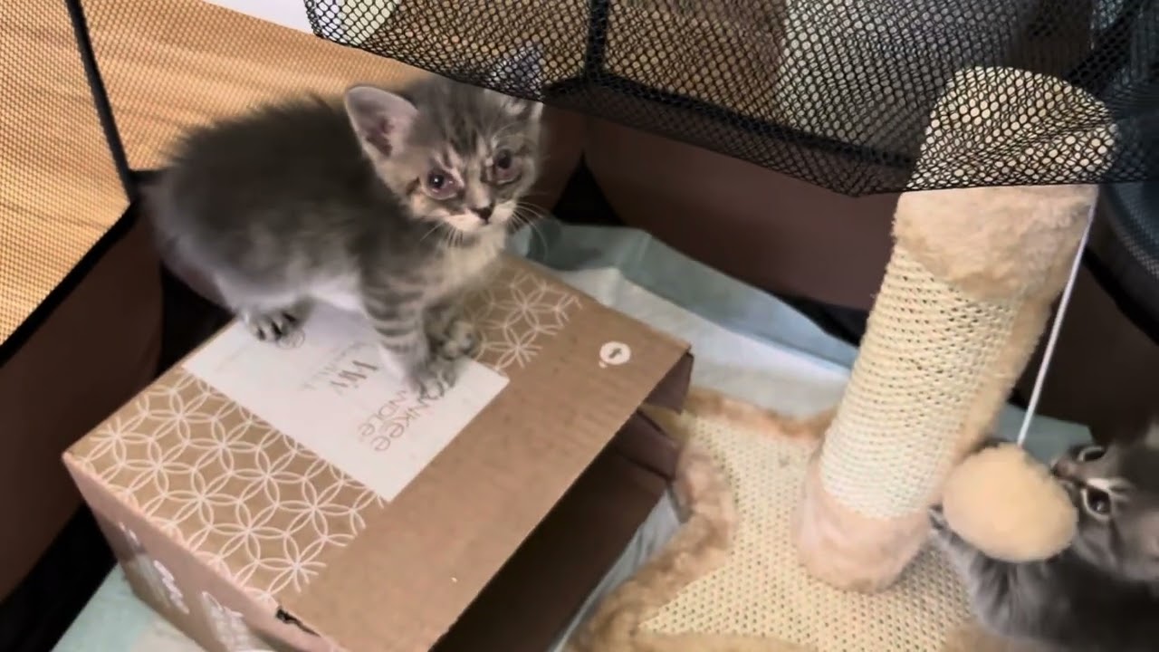 Cutest Polydactyl Kitten and Friends