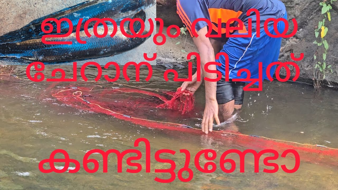 ഇത്രയും വലിയ ചേറിനെ പിടിക്കുന്നത് കണ്ടിട്ടുണ്ടോ