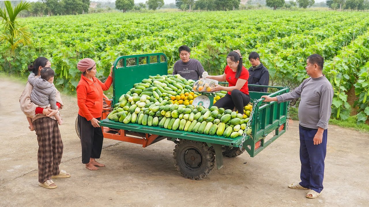 Harvesting 150KG Clean Cucumber & Orange Use 3-Wheeled Truck Transport Go To Market Sell