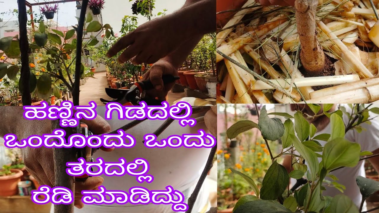 #ಎರಡು_ಹಣ್ಣಿನ_ಗಿಡಗಳು_ಬೇರೆ_ಬೇರೆ_ತರದಲ್ಲಿ_ರೆಡಿ_ಮಾಡಿದೆ//
