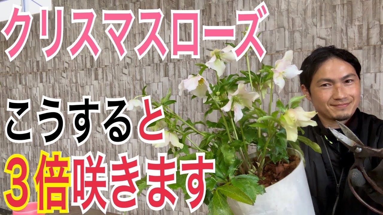 【開花後のクリスマスローズ】3つの作業でたくさん咲きます！【園芸】【ガーデニング】