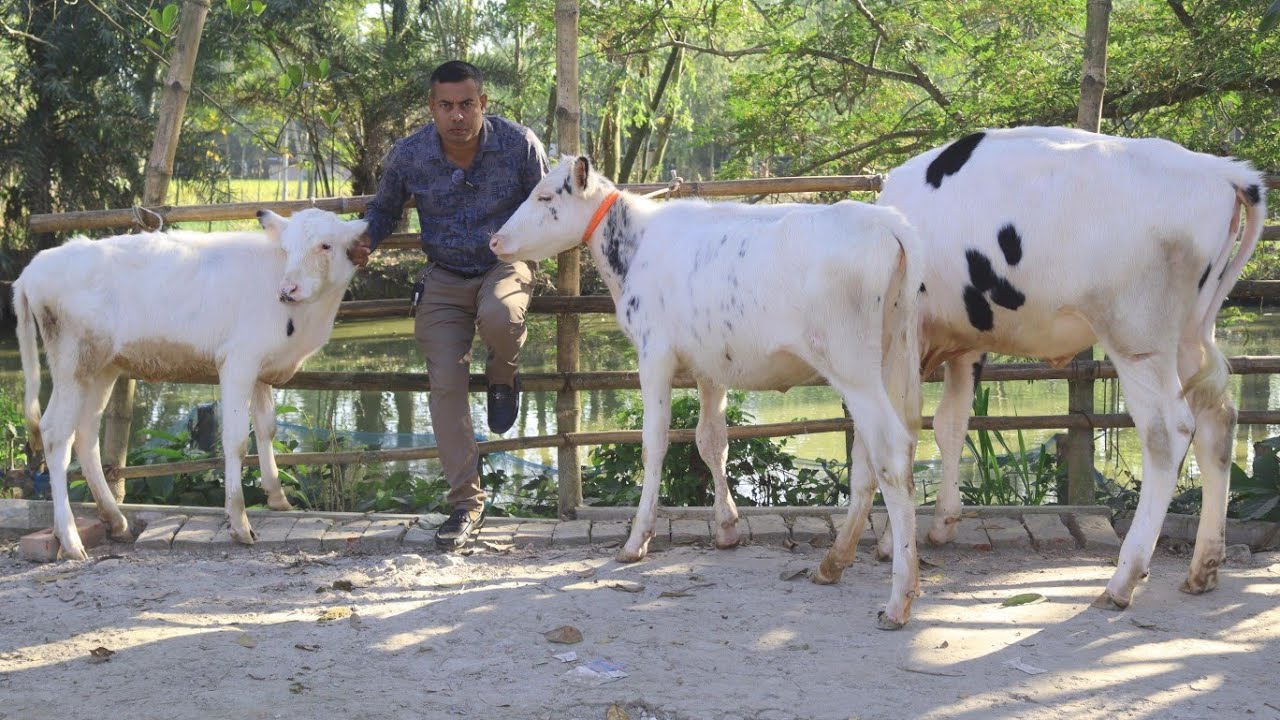 ৩৫/৪০ কেজি মায়ের দুধের রেকট সম্পন্ন বকনা কিনুন কমদামে।। আজকের লাভবান প্যাকেজ।।