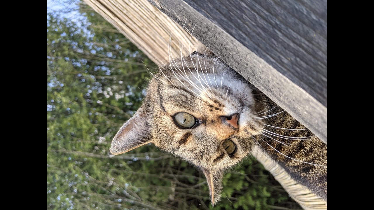 #Relaks #人生はねこだらけ #感動猫動画 #猫  #cat #Lifeisfullofcats #koty #cats #dog
