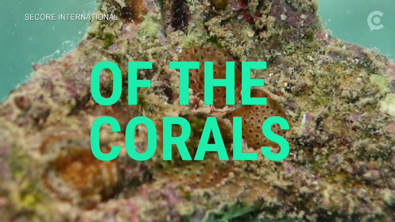 Seeds help farmers fill fields with crops. Can a similar sowing technique work for coral reefs?