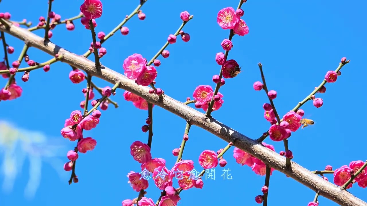 【梅花】鄧麗君