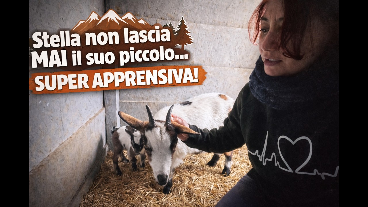 🐐STELLA non lascia MAI il suo piccolo…  super apprensiva! ❤️ #montagna #natura #animali #caprette