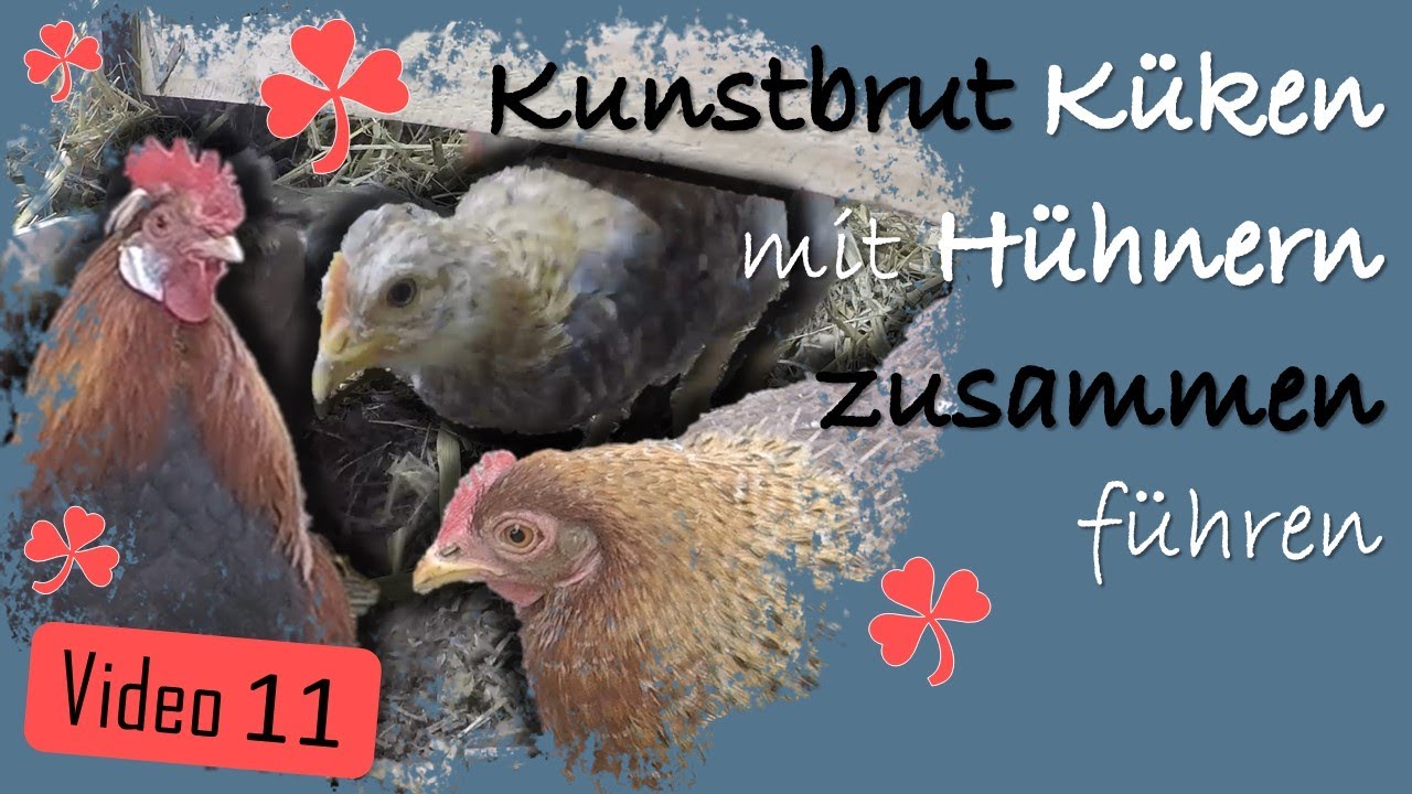 Hühner 11 🐥🐤 Vergesellschaftung ❓🐔 Kunstbrut Küken mit Hühnern und Glucke zusammen lassen 💥