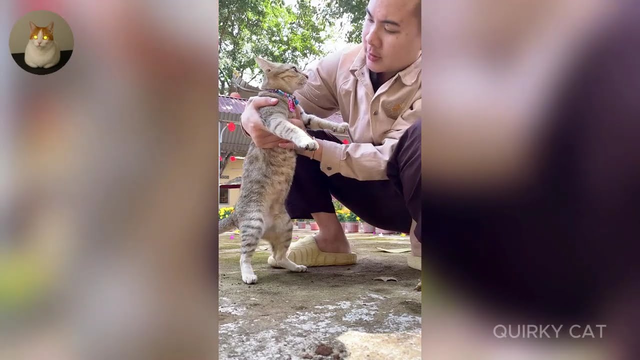 Funny ANIMALS videos 😂 | Funniest Cats and Dogs 2025 🐶😼 Part 63