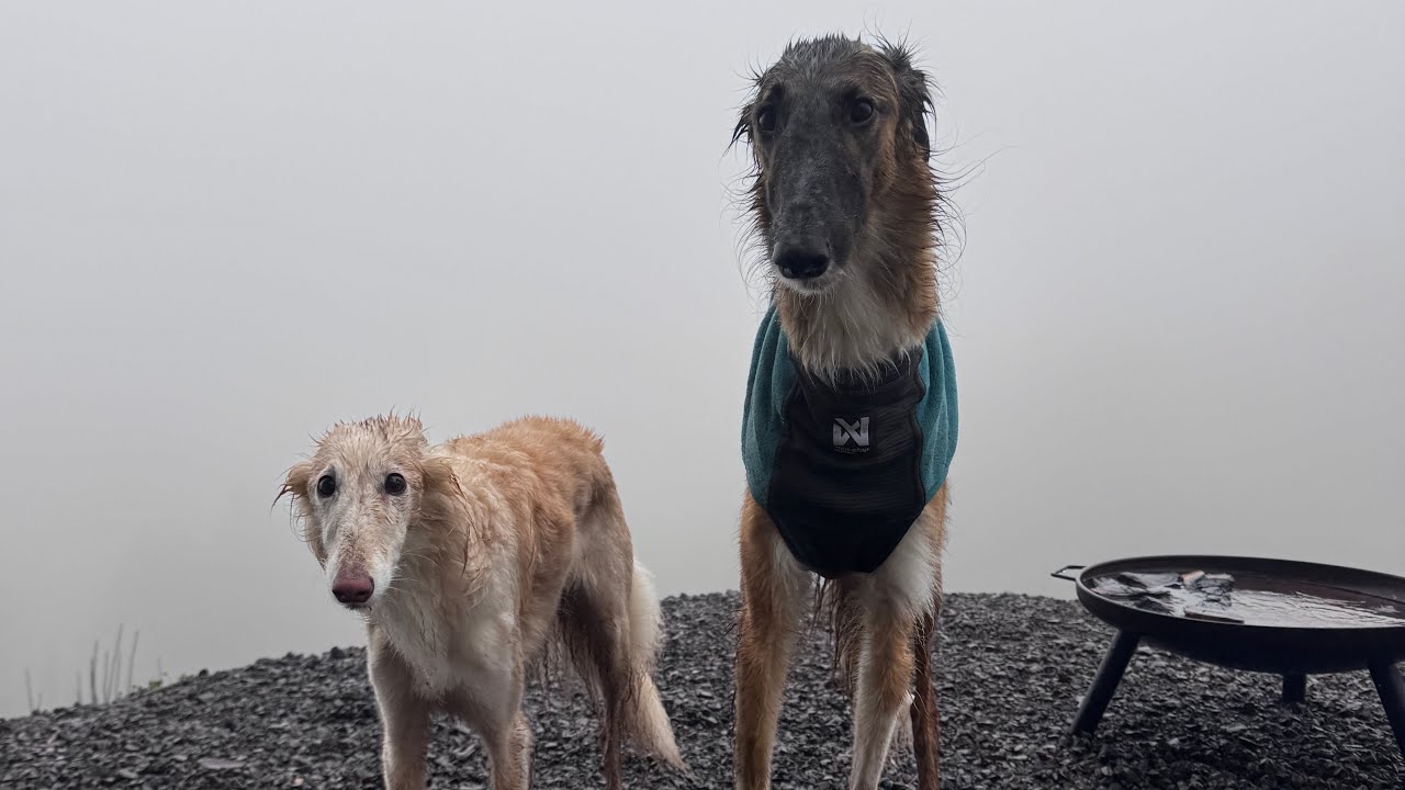 bad vlog: a foggy one 