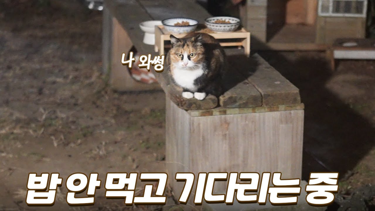 배고픈데 밥 안 먹고 집사 기다리는 길냥이