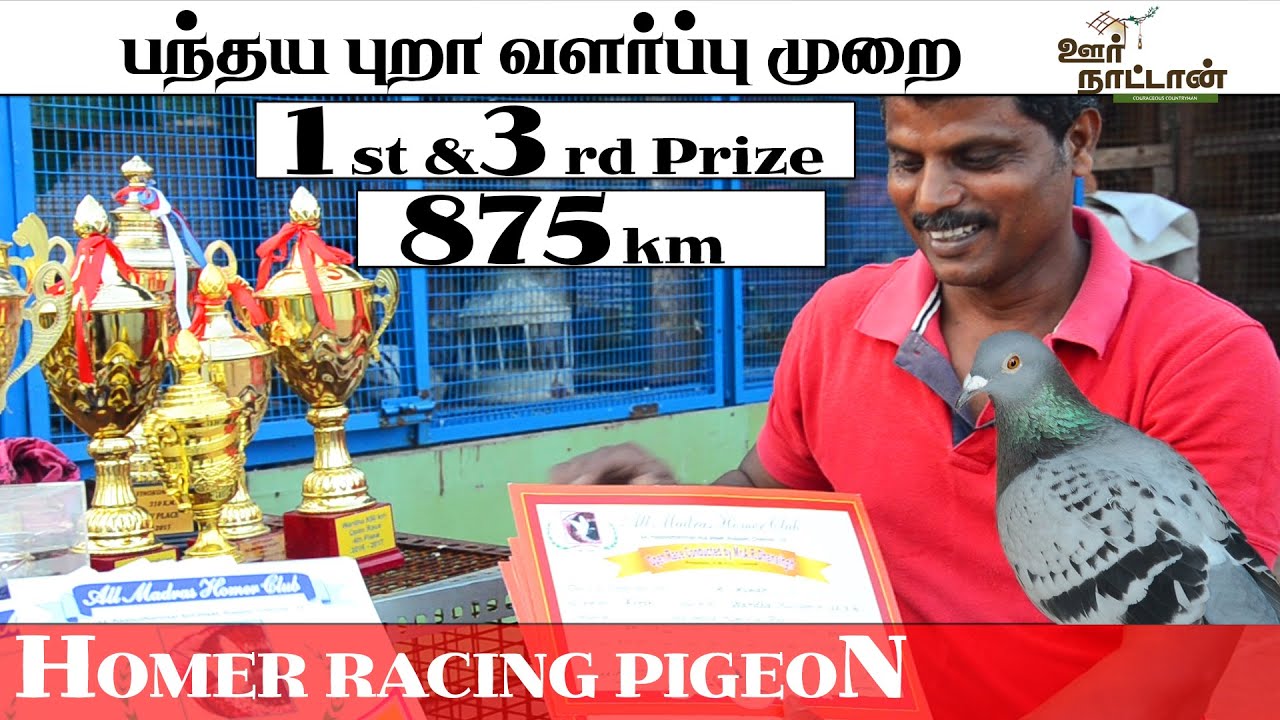 பந்தய ஹோமர் புறா வளர்ப்பு முறை | Racing Homer Pigeon |  Oor Naattan
