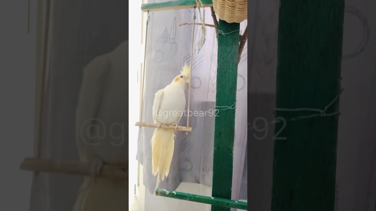 Cosmo and Daisy are two cockatiels who love to swing. #bird #cockatiel #birdlovers