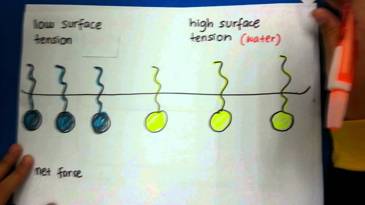 Marangoni Effect