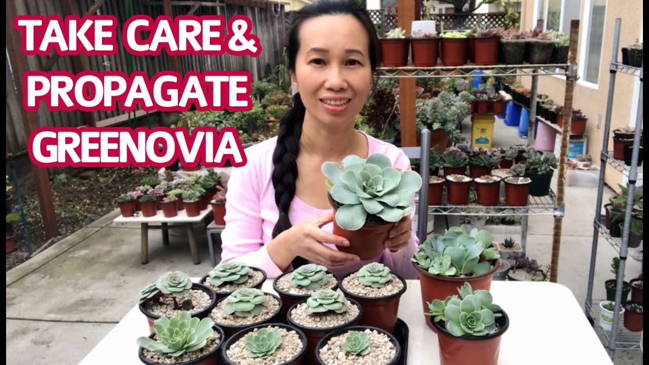 #293 TAKE CARE & PROPAGATION RARE GREENOVIA SUCCULENTS | KOREAN SUCCULENTS