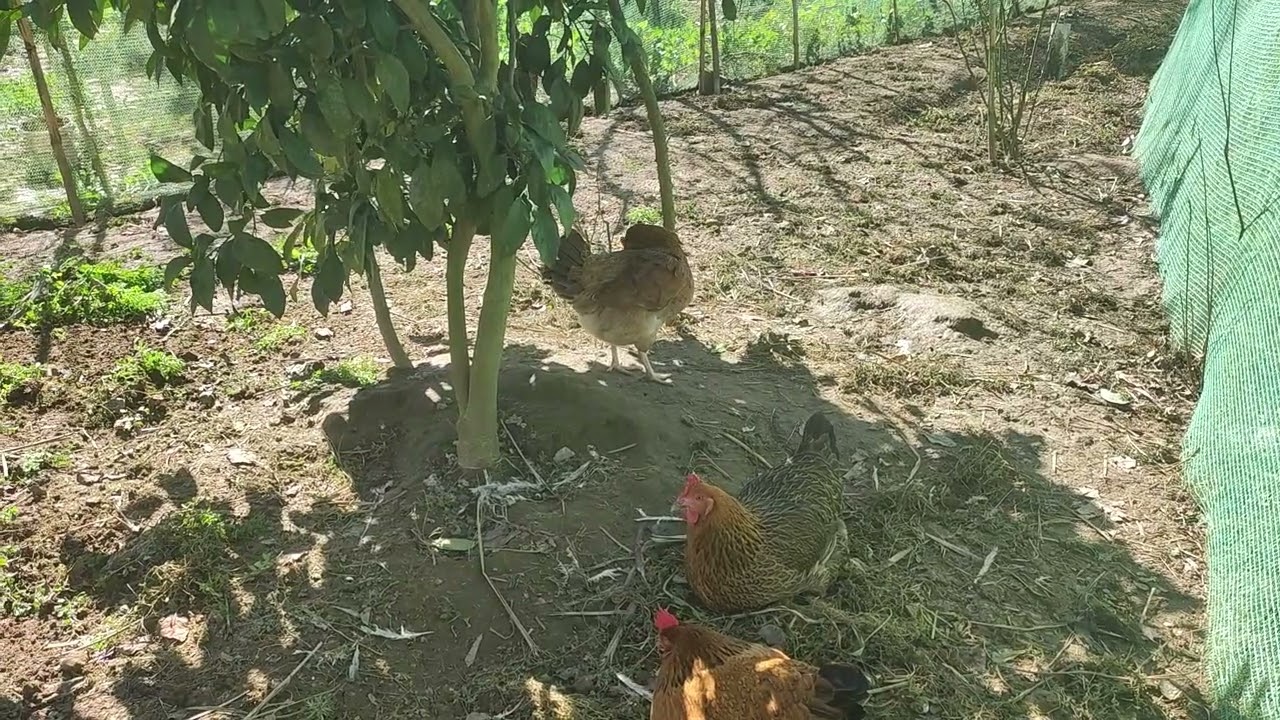Everyday Village Life with Chickens & Roosters 🐔🐓🌾