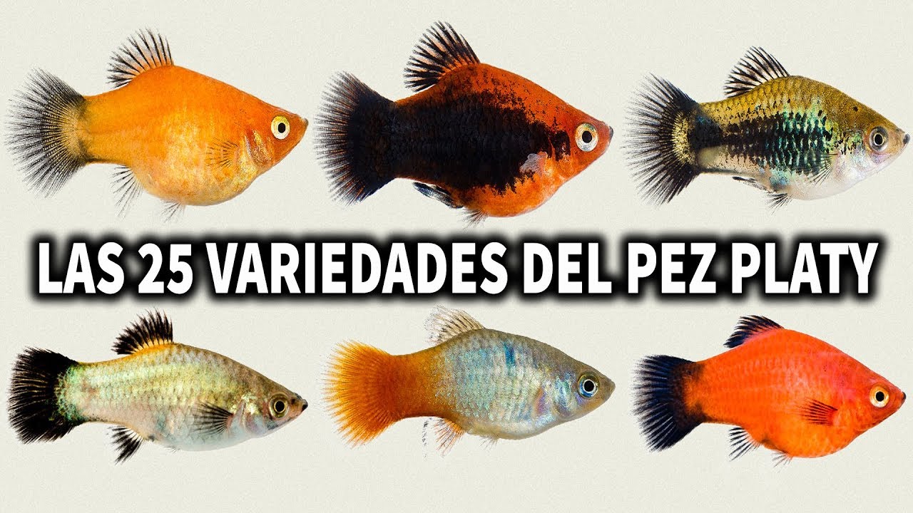 LAS 25 VARIEDADES DEL PEZ PLATY POR COLOR | AcuariosLP
