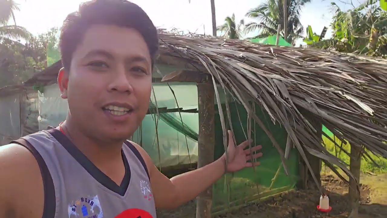 Eto yung mga manok ko E.b at local