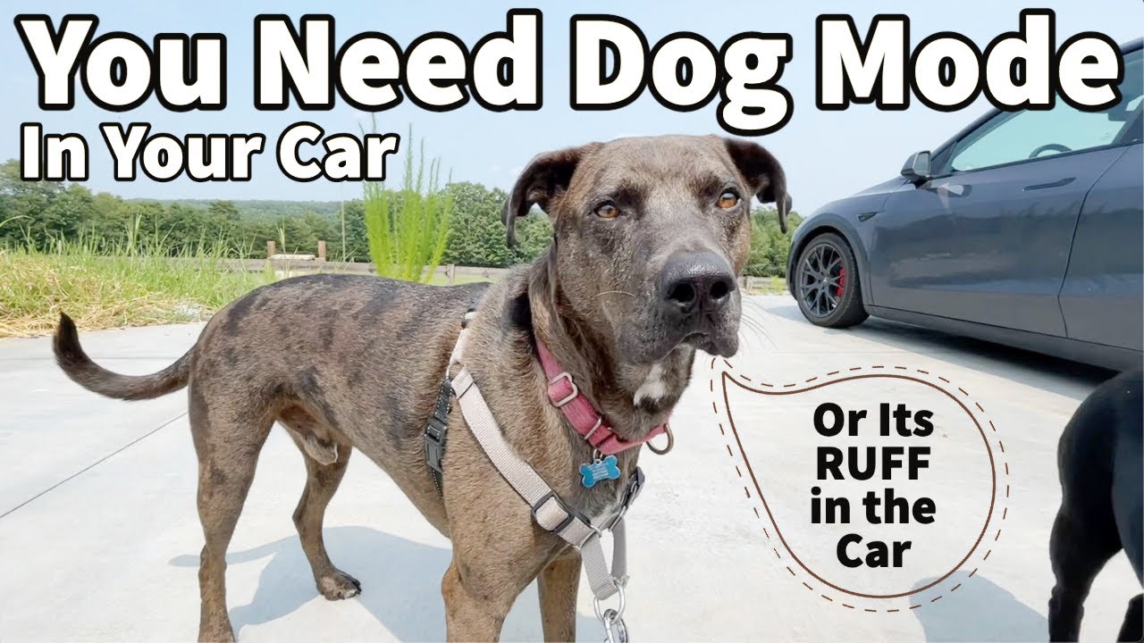 Yes, Not Kidding, You Need Dog Mode in Your Car
