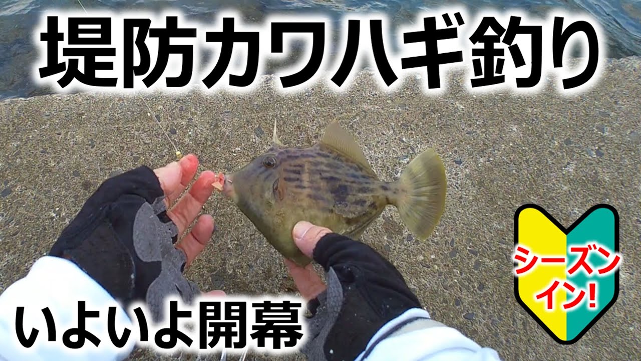 【シーズンイン!】堤防カワハギ釣り