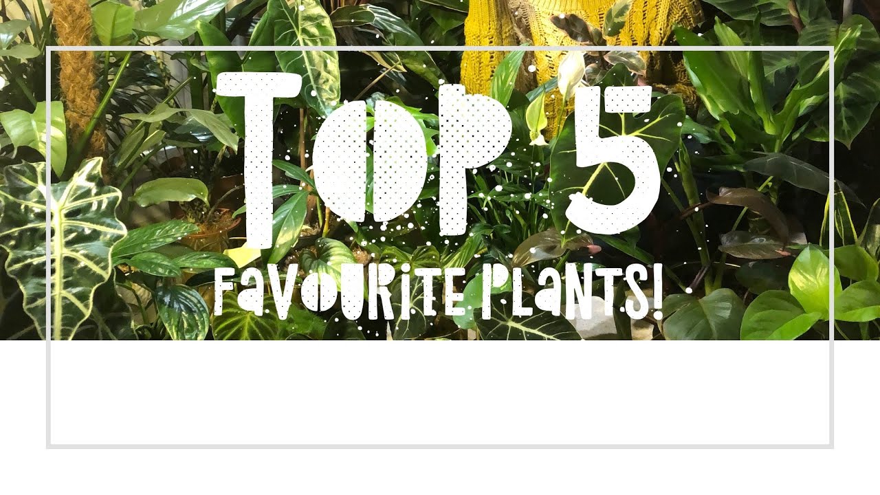 TOP 5 - FAVOURITE 5 INDOOR PLANTS - Uncommon House Plants
