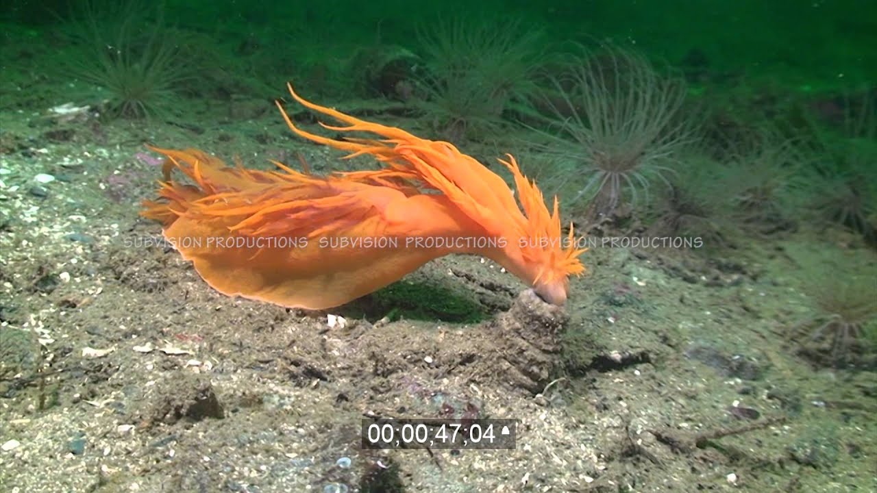 stock footage Giant nudibranch attacking tubedwelling anemone