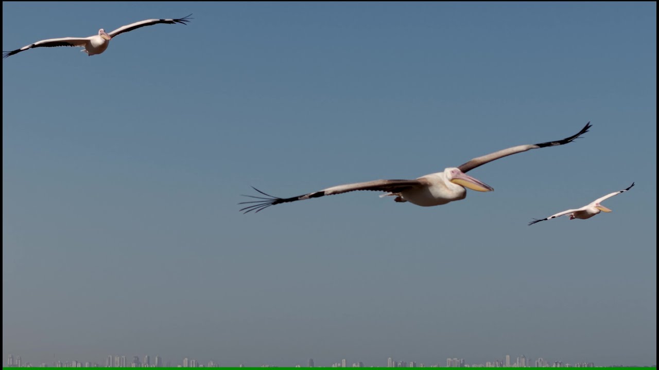 Amazing nature show ... migrating Pelicans flying up in a thermal - DJI Air 3S telephoto lens zoom