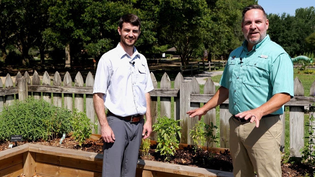 Get It Growing: How to handle termites in raised bed gardens