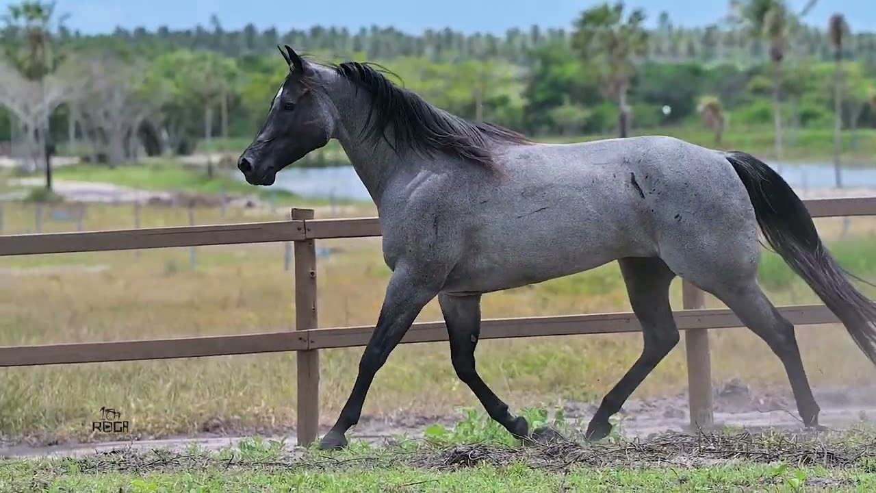 029 - TA FAME TEARS - LEILÃO LIVE QZ EM CASA