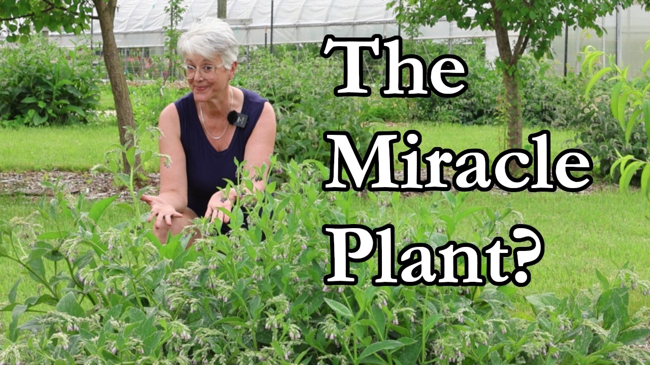 Why We Grow Comfrey on Our Farm | Many Amazing Uses for This Permaculture Plant
