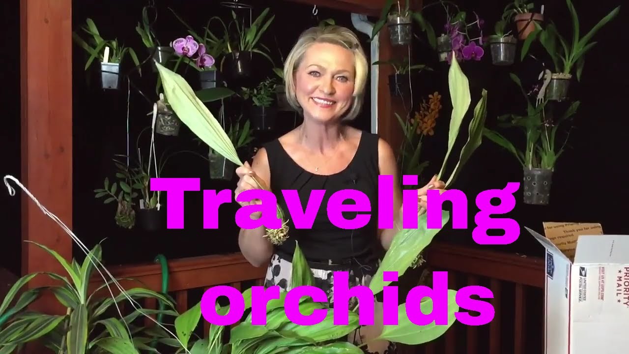 Orchids travel around the world, from one collection to another! Stanhopea oculata - orchid gift!