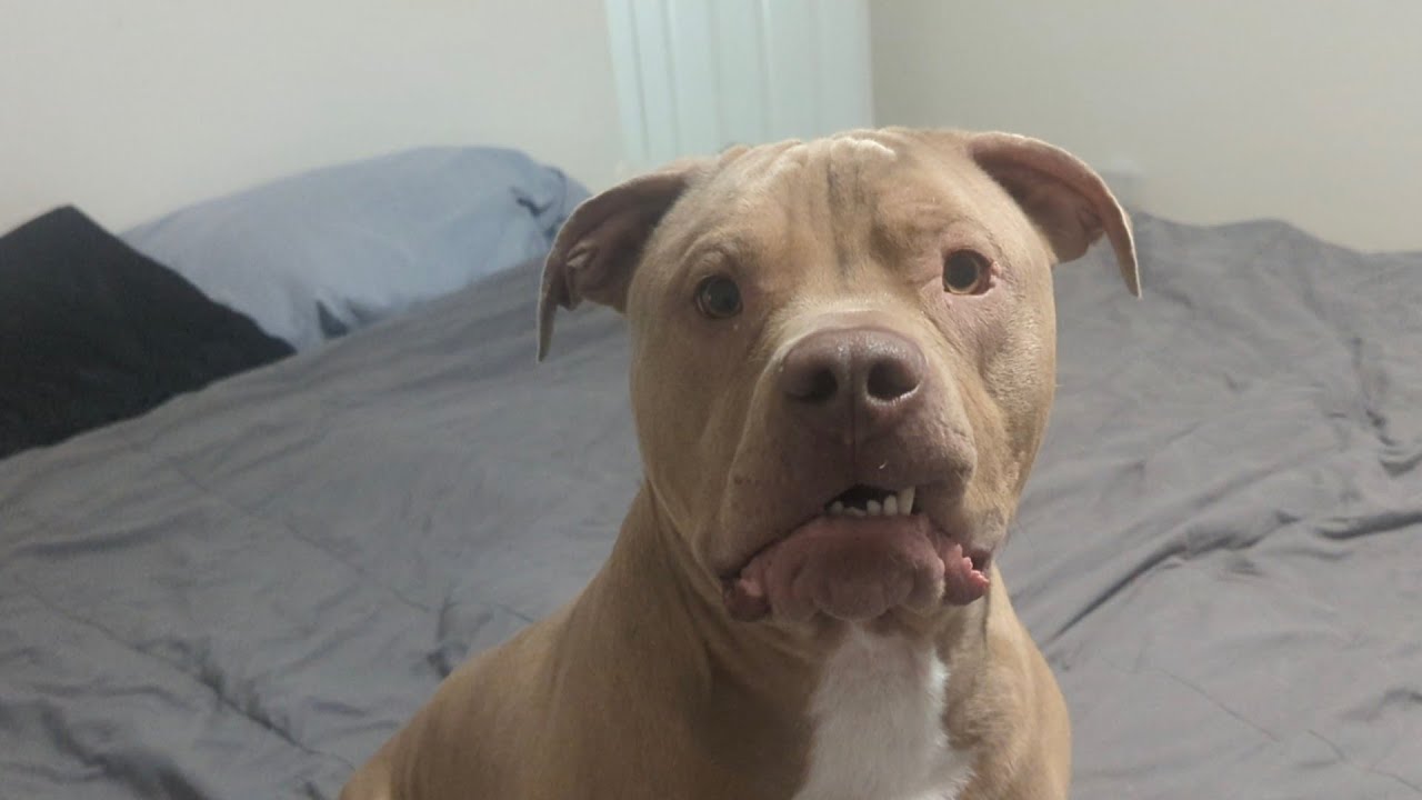 Pitbull Gets Zoomies After Taking A Bath! He Just Can't Control Himself 🤣