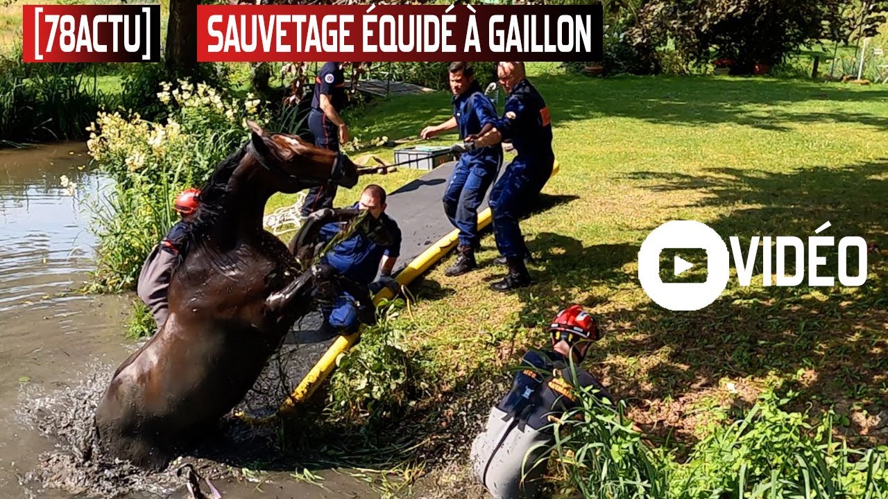 [78INFO] Sauvetage Équidé à Gaillon-Sur-Montcient