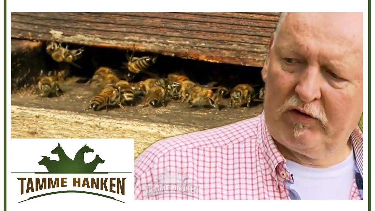Besondere Behandlung: Hier werden Pferde mit Bienenprodukten behandelt | Tamme Hanken | Kabel Eins
