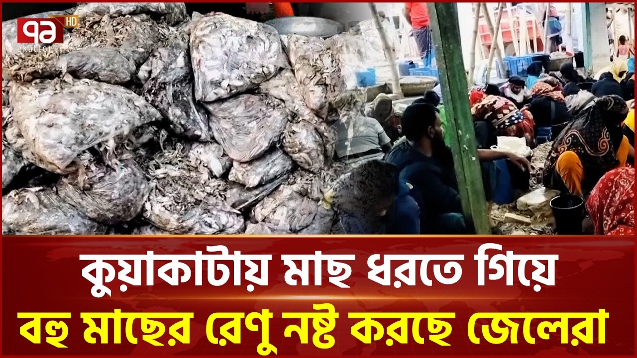 কুয়াকাটা উপকূলে নষ্ট হচ্ছে মাছের রেনু | Kuakata | Ekattor TV