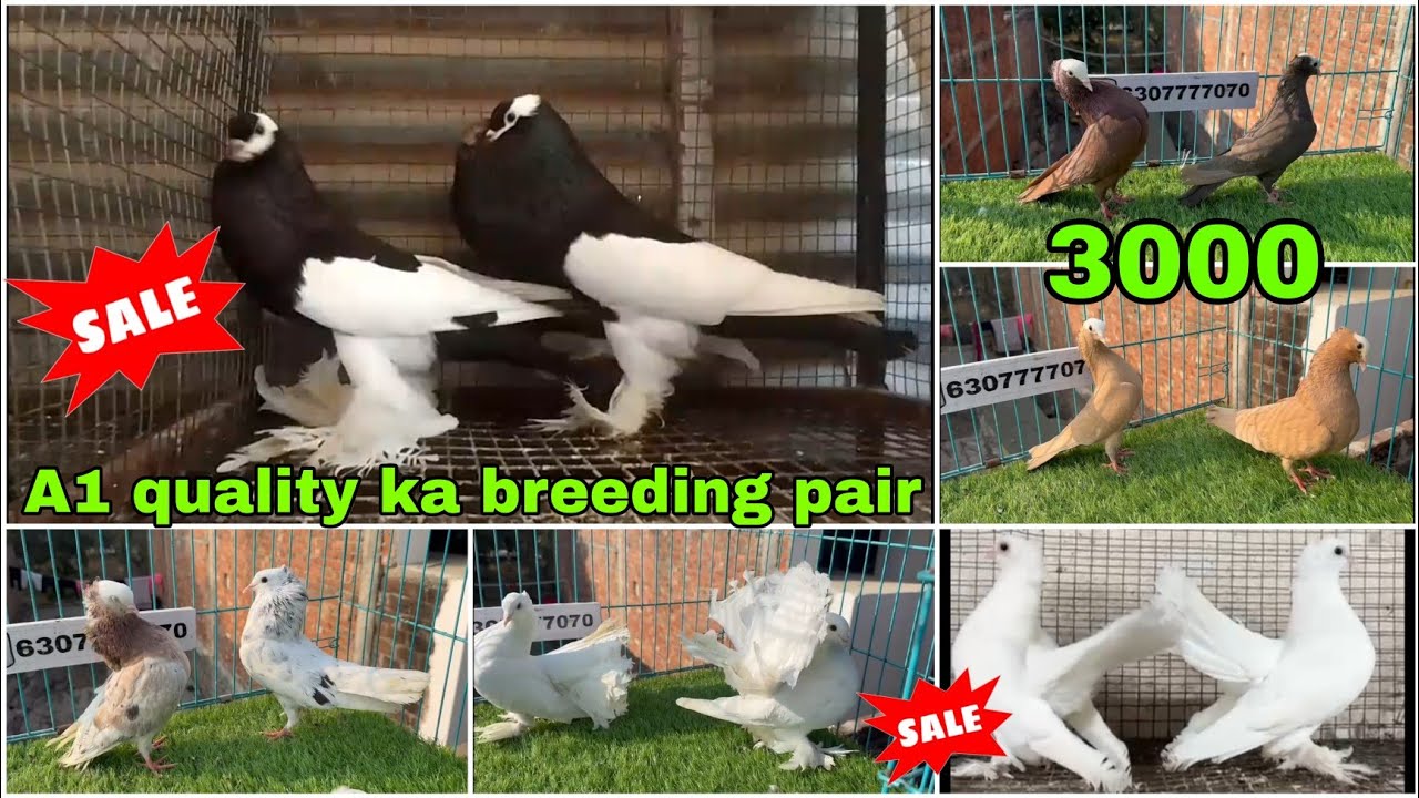 Mukhi 😍 American fantail, frillback, 🕊️ Lahori siraji, Chinese owl, magpie powder #pigeon #kabootar 