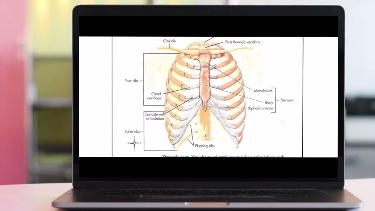 chapter 4 | skeletal system