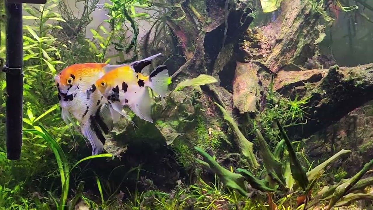 DANÇA DE ACASALAMENTO DOS PEIXES ACARÁ BANDEIRA - Veja como é o inicio da Reprodução