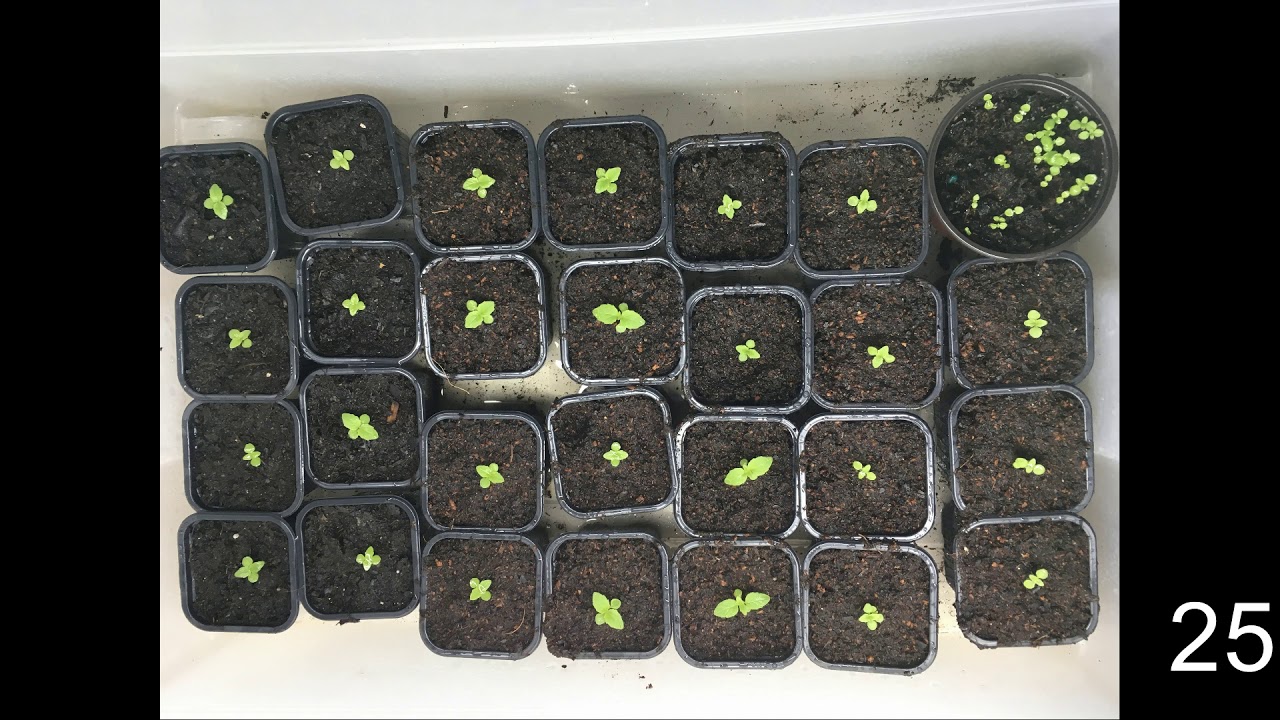 How to germinate Paulownia tree from seeds