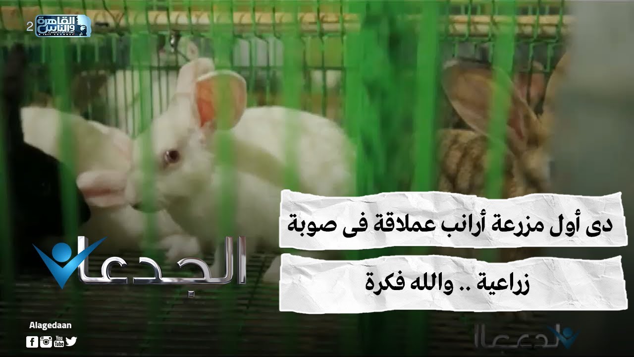 دى أول مزرعة أرانب عملاقة فى صوبة زراعية .. والله فكرة