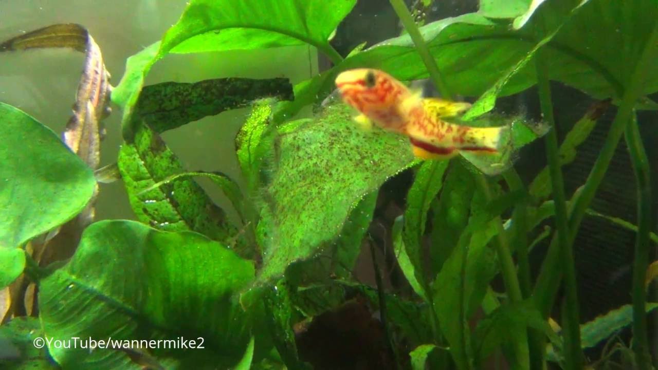 Killifisch Fundulopanchax gardneri &ndash; stahlblauer Prachtk&auml;rpfling - bunte Fische, Zierfische