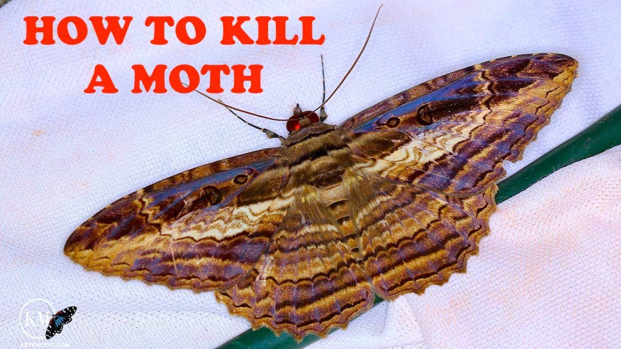 HOW TO EUTHANIZE A BUTTERFLY OR MOTH SPECIMEN