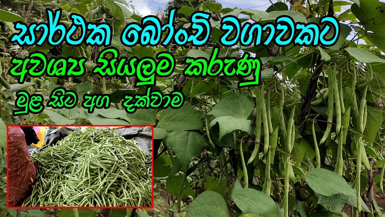 බොංචි වගාව / Bean cultivation / bonchi wagawa / බොංචි වගාවක් නිවැරදිව පවත්වාගෙන යන්නේ මෙහෙමයි