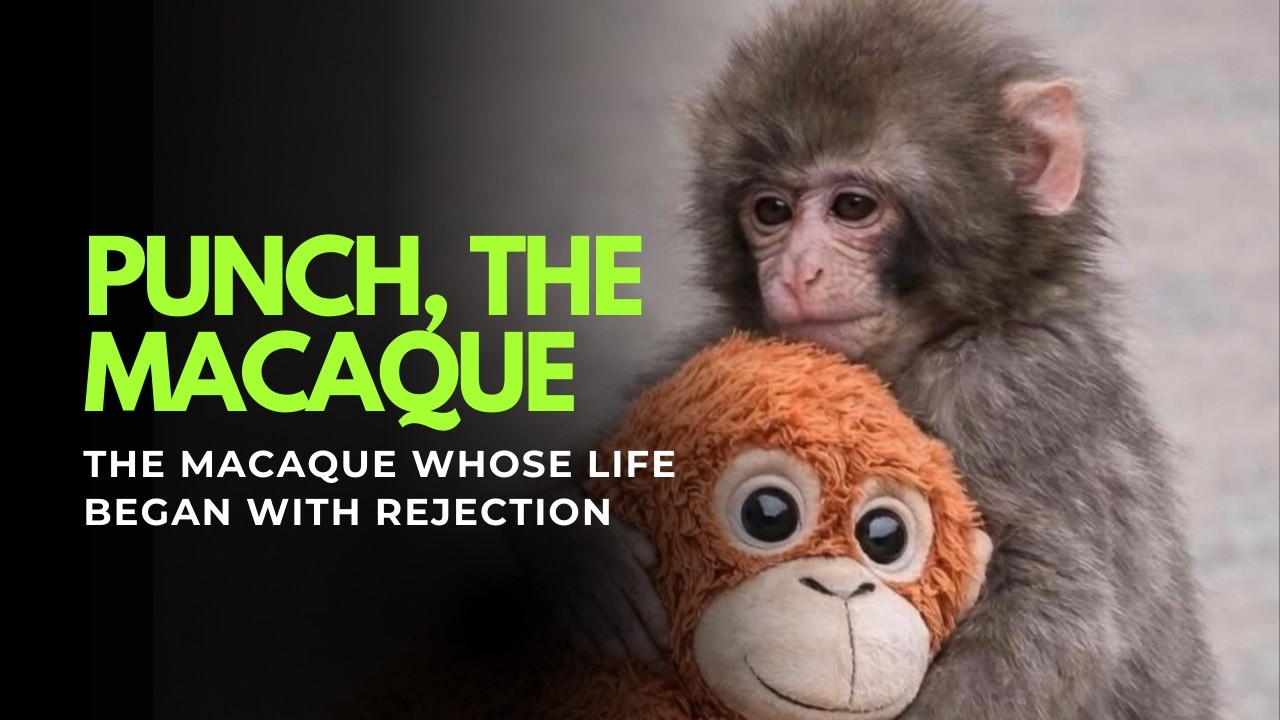 Punch: The macaque whose life began with rejection