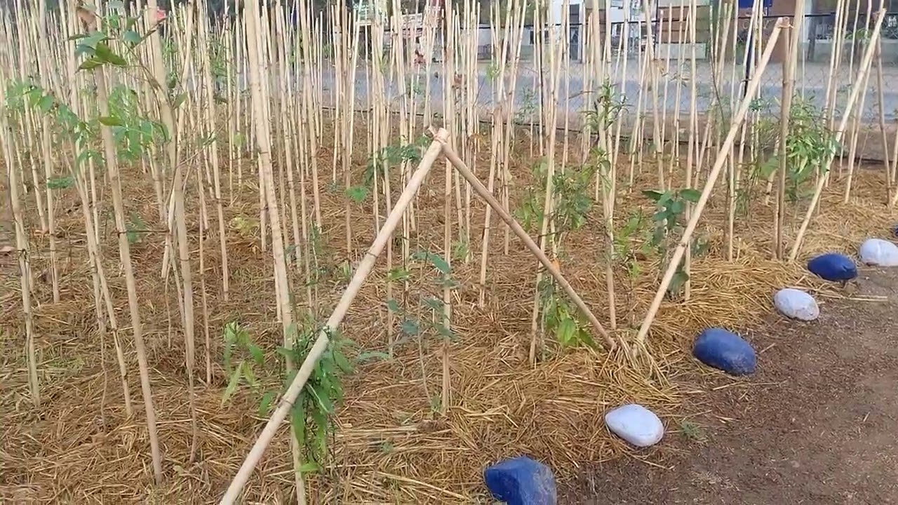 Miyawaki Plantation Site 2 at Baddi, Distt. Solan Himachal Pradesh (Month 1)