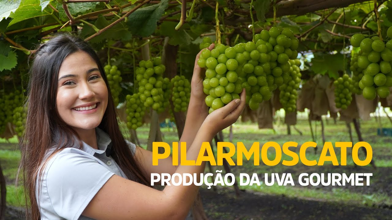 Pilarmoscato - A primeira uva gourmet do Brasil | Dia a Dia da Ouro Safra ft APPC