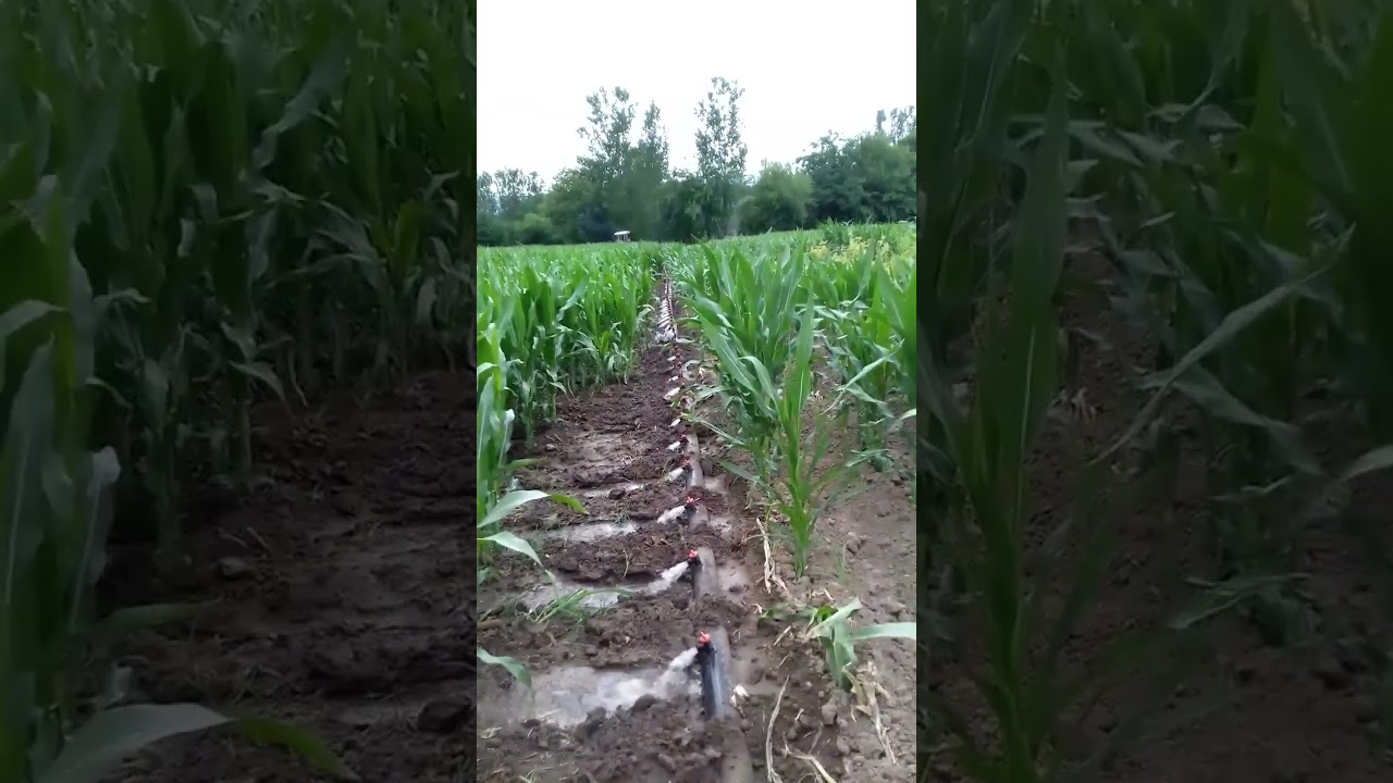 Best water irrigation for corn 🌽🌽🌽 💦💦 .#corn #farming #farm #agriculture #irrigation