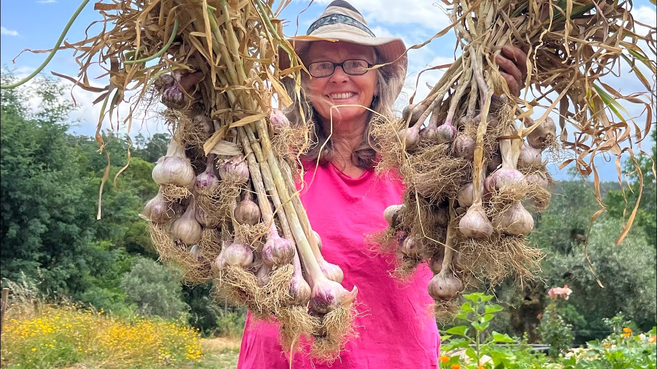 First Big GARLIC Harvest on our Homestead in Portugal