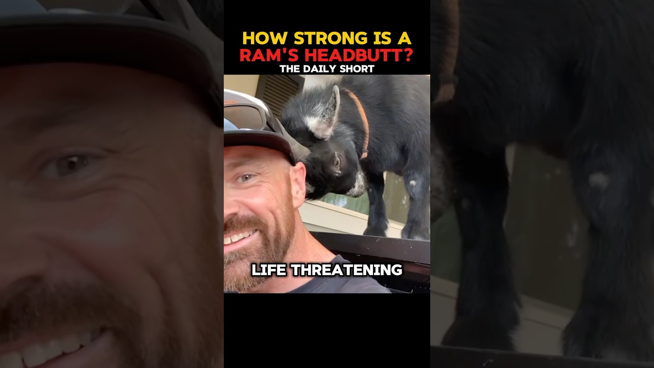 How Strong is a Ram&rsquo;s Headbutt?!